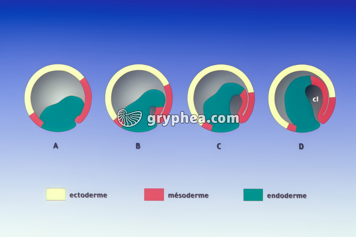 Etapes successives de la gastrulation chez l'embryon de Batracien - gryphea.com
